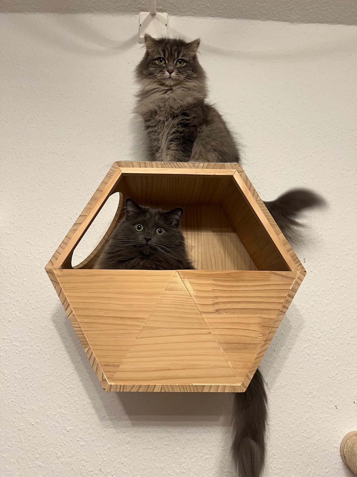 Zwei graue Katzen nutzen unterschiedliche Plätze an ihrer hölzernen Kletterwand